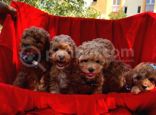 Toy Poodle Dişi Erkek Yavrumuz görsel