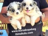 Border Collie Yavrular (Bursa Köpek Okulu)
