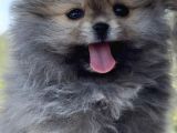 Pomeranian Çiftliğinden Safkan Pomeranianlar
