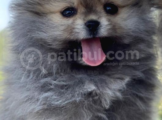 Pomeranian Çiftliğinden Safkan Pomeranianlar görsel