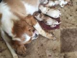 Cavalier King Charles Yavru (Bursa Köpek Okulu)