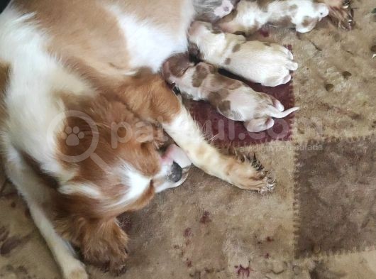 Cavalier King Charles Yavru (Bursa Köpek Okulu)