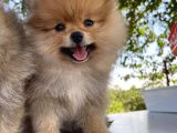 Pomeranian Çiftliğinden Safkan Pomeranianlar