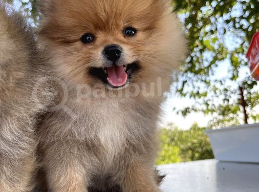 Pomeranian Çiftliğinden Safkan Pomeranianlar görsel