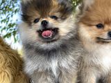 Pomeranian Çiftliğinden Safkan Pomeranianlar