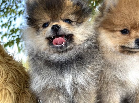Pomeranian Çiftliğinden Safkan Pomeranianlar görsel