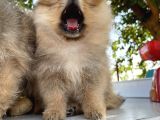 Pomeranian Çiftliğinden Safkan Pomeranianlar