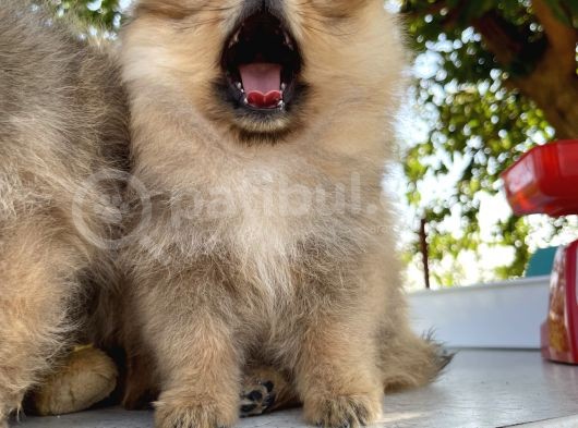 Pomeranian Çiftliğinden Safkan Pomeranianlar görsel