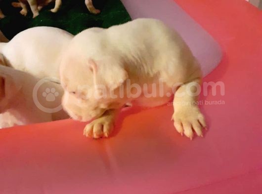 A Kalite Dogo Argentino  Yavrularimiz görsel