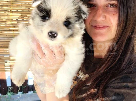 Border Collie Yavrular (Bursa Köpek Okulu) görsel