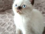 British Shorthair Chocolate Point