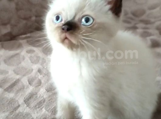 British Shorthair Chocolate Point