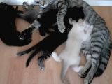 British Shorthair Yavrular