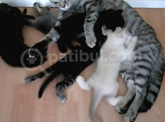 British Shorthair Yavrular görsel