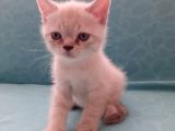 British Shorthair Yavrular