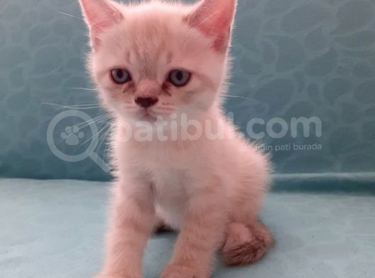 British Shorthair Yavrular görsel