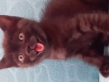 British Shorthair Yavrular
