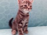 British Shorthair Yavrular