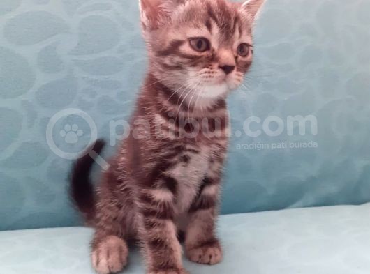 British Shorthair Yavrular