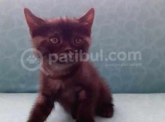 British Shorthair Yavrular görsel