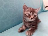 British Shorthair Yavrular