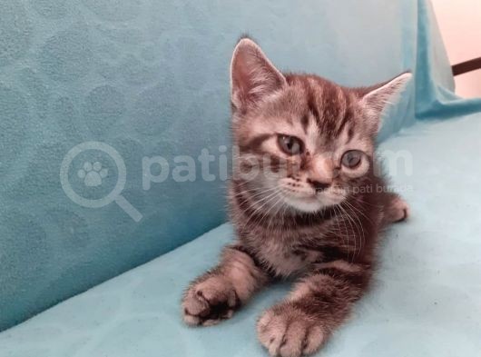 British Shorthair Yavrular görsel