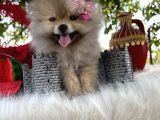 Pomeranian Çiftliğinden Safkan Pomeranianlar