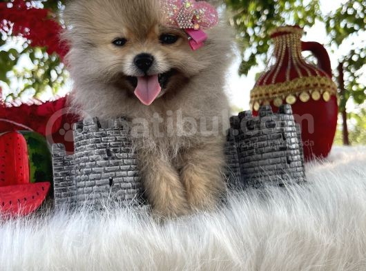 Pomeranian Çiftliğinden Safkan Pomeranianlar görsel