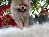 Pomeranian Çiftliğinden Safkan Pomeranianlar