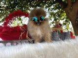 Pomeranian Çiftliğinden Safkan Pomeranianlar