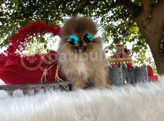 Pomeranian Çiftliğinden Safkan Pomeranianlar