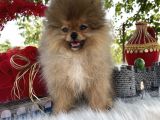 Pomeranian Çiftliğinden Safkan Pomeranianlar