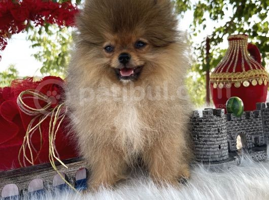 Pomeranian Çiftliğinden Safkan Pomeranianlar görsel