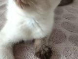 British Shorthair Chocolate Point