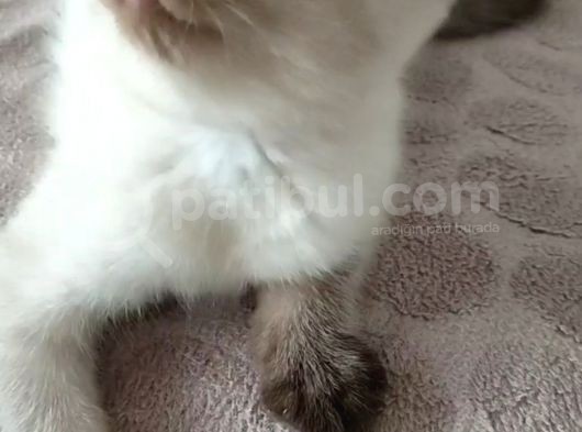 British Shorthair Chocolate Point görsel