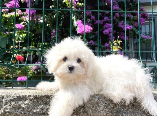 Di̇şi̇ Maltese Teri̇er Yavrumuz görsel