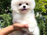 Süslü Ve Sempati̇k Köpek Makara