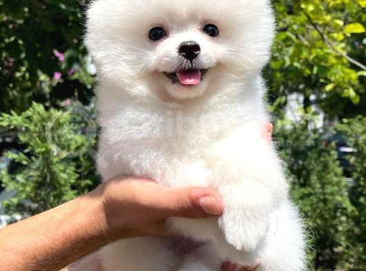 Süslü Ve Sempati̇k Köpek Makara