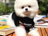 Süslü Ve Sempati̇k Köpek Makara