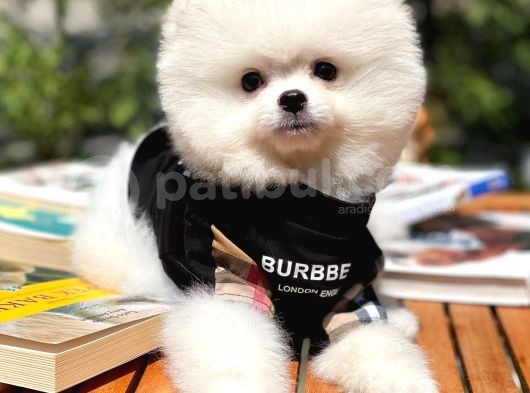 Süslü Ve Sempati̇k Köpek Makara görsel