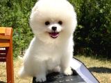 Süslü Ve Sempati̇k Köpek Makara