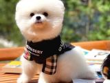 Süslü Ve Sempati̇k Köpek Makara
