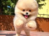 Süslü Köpek Hanry
