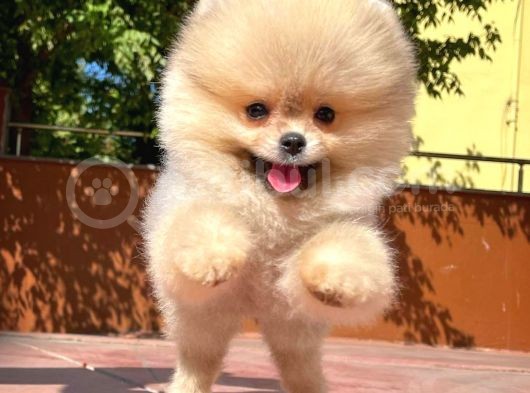 Süslü Köpek Hanry görsel
