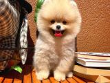 Süslü Köpek Hanry