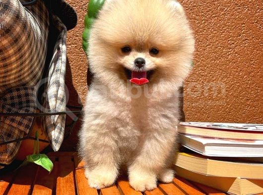 Süslü Köpek Hanry görsel