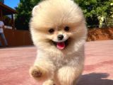 Süslü Köpek Hanry
