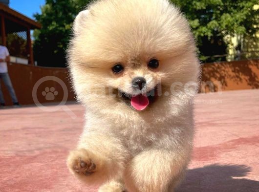 Süslü Köpek Hanry görsel