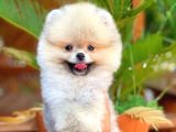 Süslü Köpek Hanry