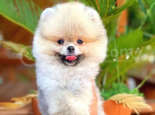 Süslü Köpek Hanry